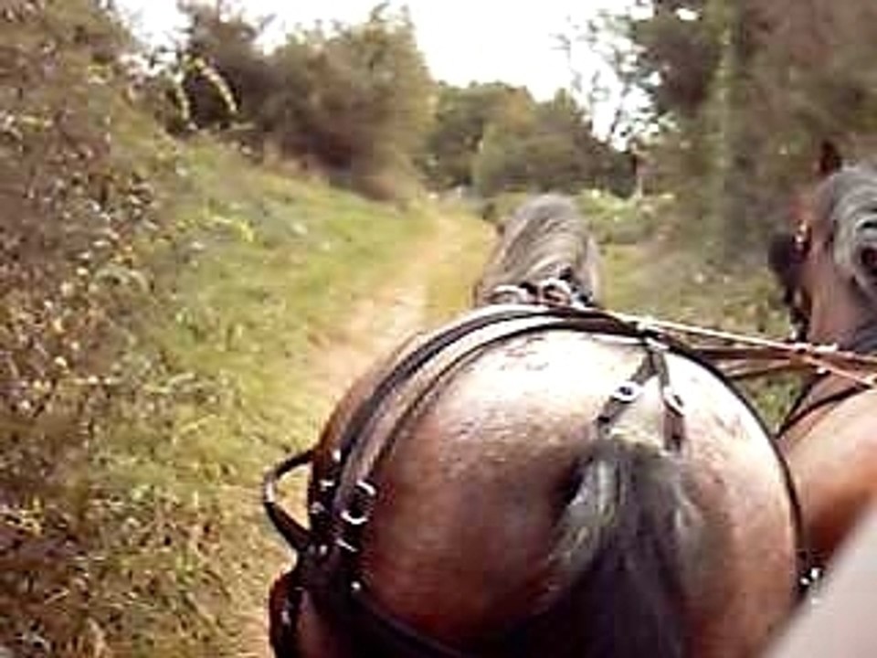 Attelage en paire avec Daizy & Joujou