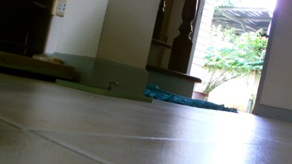 Kitten Training In Various Martial Arts