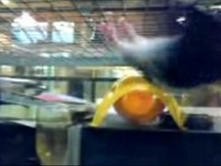 Spider Hamster
