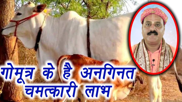 Gomutra, गोमूत्र | Drinking Cow Urine | Health Benefits | गोमूत्र के सेवन से पायें ये लाभ | Boldsky