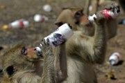 How Amazing Monkey Drinking