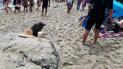 Hungry sea lion chases terrified people off the beach