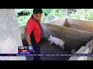 Hasil Pemeriksaan Darah Babi di Bali Negatif Meningitis - NET12
