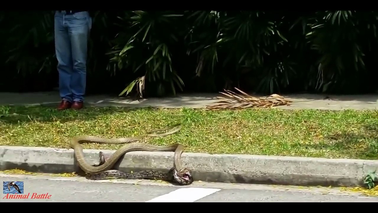 Iguana Documentary BBC 2016 Planet Earth 2 Wild Discovery Channel Animals