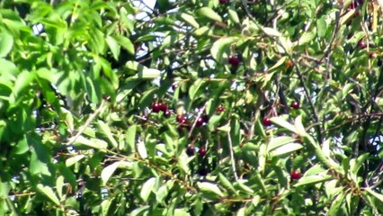 Healthy fruit dessert - simple and delicious
