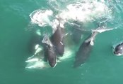 Dramatic Drone Video Shows Pod of Orcas Feasting on Minke Whale