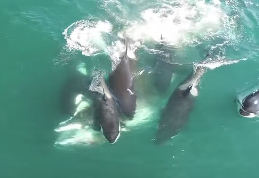 Dramatic Drone Video Shows Pod of Orcas Feasting on Minke Whale
