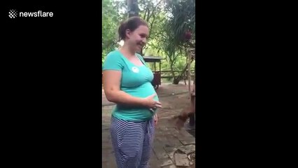 Un orang-outan est hypnotisé par le ventre d'une femme enceinte