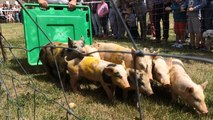 Ambiance familiale et bon enfant à la fête du cochon de Carrouges