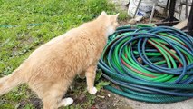 Funny, cat thinks that garden hose is a snake