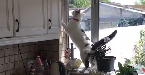This Cat Is Not at Home in the Kitchen