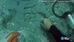 Diver finds $1 million in sunken Spanish treasure