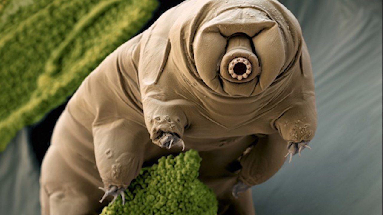 Meet the tardigrade, the animal that will outlive us all