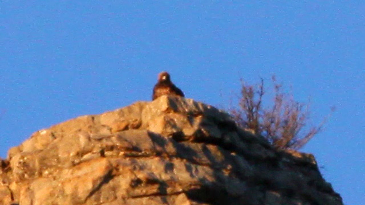 Aigle posé