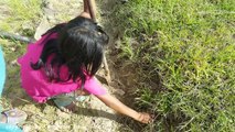 Terrifying! Brave Sisters Fearlessly Catch Two Big Snakes From Hole (Part 2)