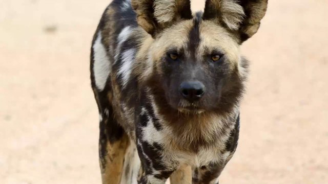 Five Animals You Might Not Realize Are Endangered