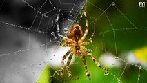 Veneno de aranha evita efeitos de AVC