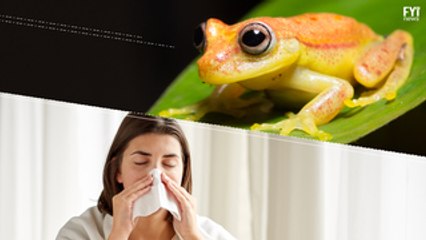 A cura da gripe pode estar... nos sapos?