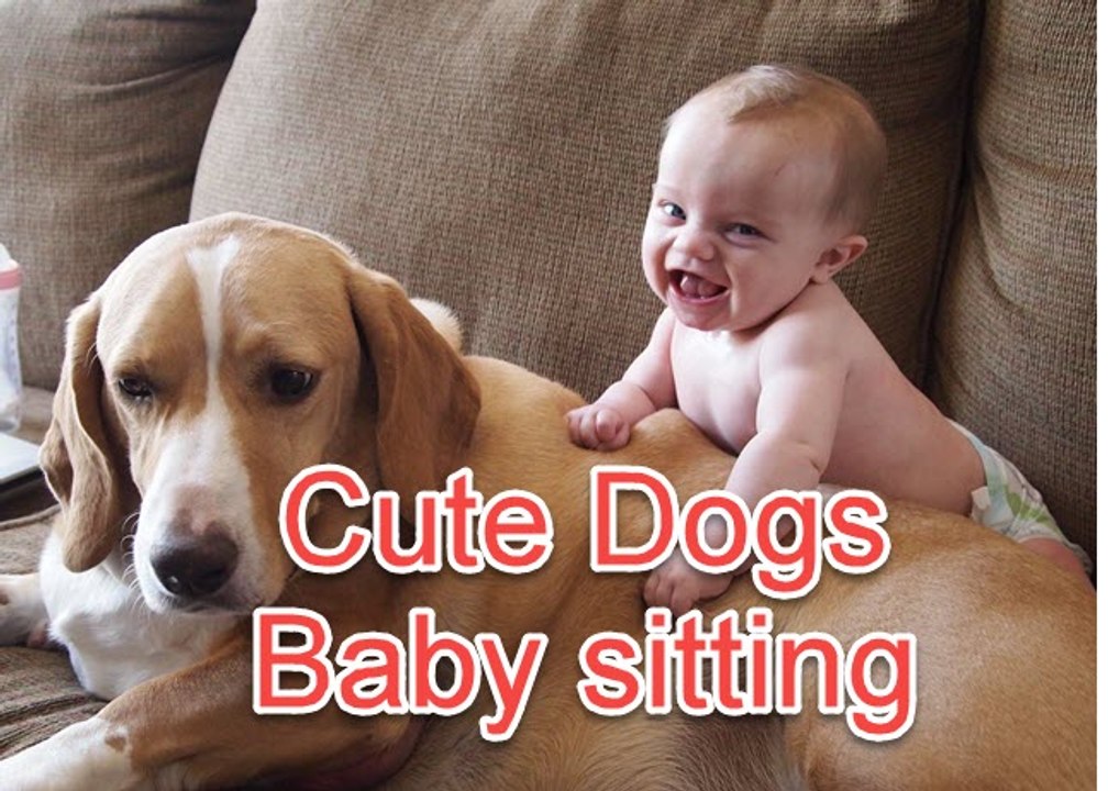 Cute Dogs babysitting