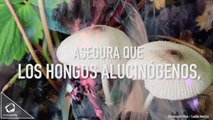 Los hongos alucinógenos pueden borrar memorias traumáticas