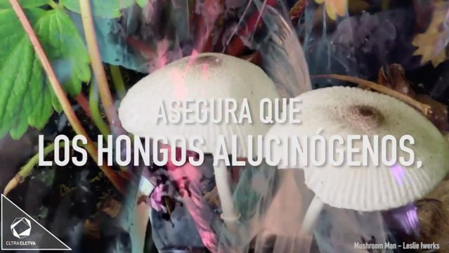 Los hongos alucinógenos pueden borrar memorias traumáticas