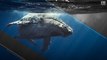 Mãe de vítima de desafio da Baleia Azul fala dos possíveis sinais
