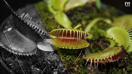 A "planta carnívora" do mar, Dioneia