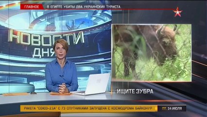 едешь ловить зубров