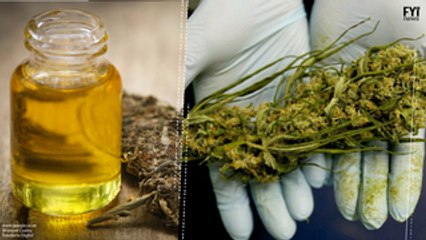 Funções do óleo de cannabis