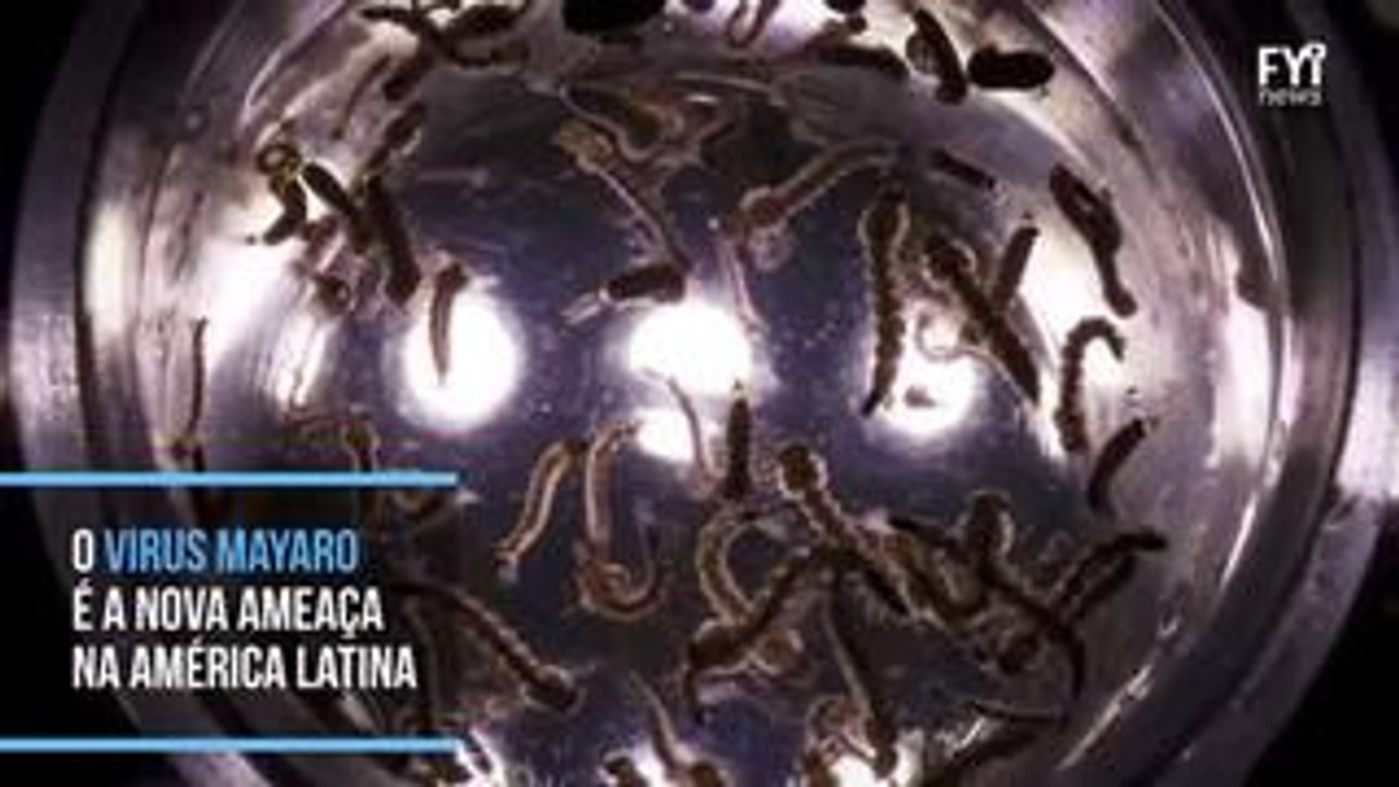 Mayaro: a nova ameaça Viral