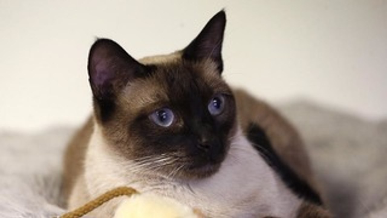 Gatos-robões ajudam idosos