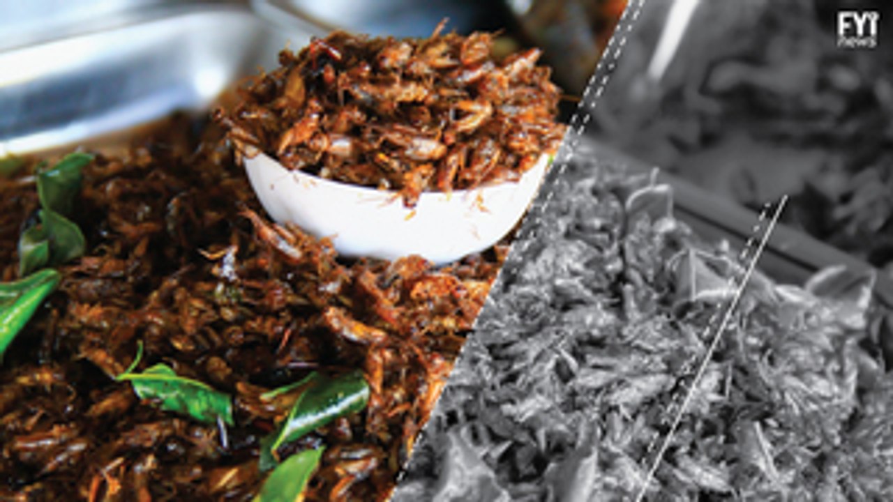 Gafanhotos fritos são sensação em jogos de beisebol