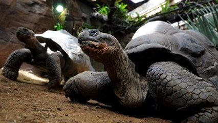 Tartarugas gigantes "resistindo" à extinção