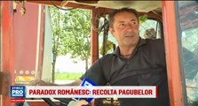 Comuna cunoscuta in toata Romania pentru productia de cartof