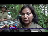 Orang Utan Dilepas ke HUtan Konservasi di Medan - NET24
