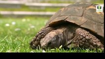 Wild Discovery Channel Animals Tortoises and Sea Turtles Documentary BBC Animal planet 201