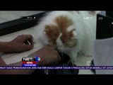 Berawal dari Hobi, Memelihara Kucing Bisa Raup Ratusan Juta Rupiah - NET12
