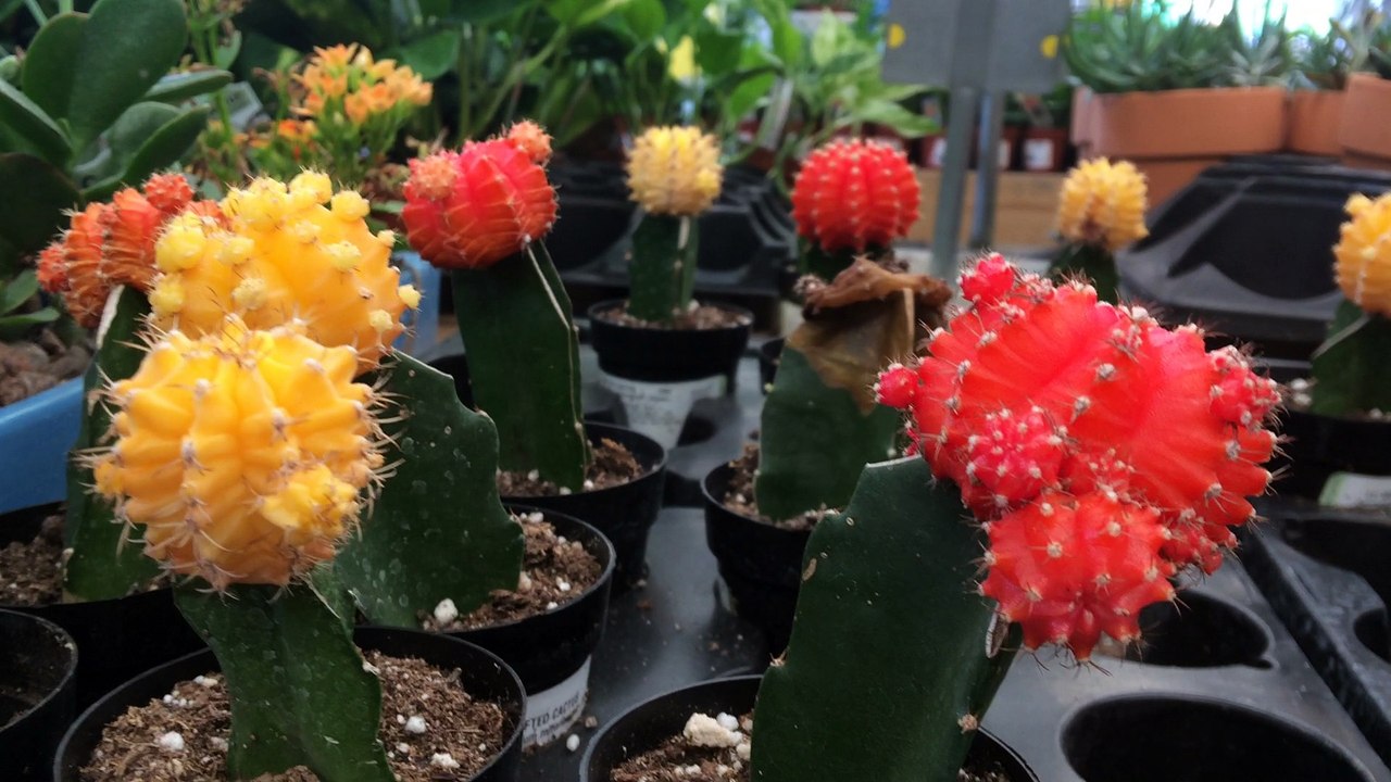 z57 presents so many cacti