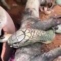 Snake was eating another snake ALIVE. Look at those eyes.. Freaky