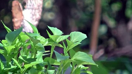 Haplos - Shamrock KARAOKE HD