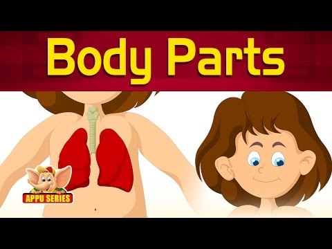 Let's Learn About Human Body Parts - Preschool Learning
