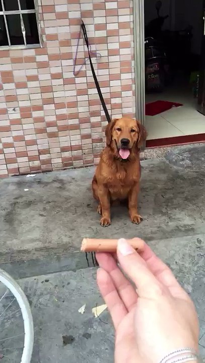 CUTE DOG obeys master