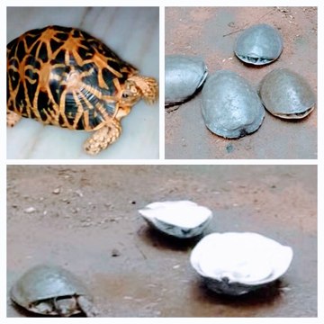 Indian Star Tortoise and soft shelled turtle
