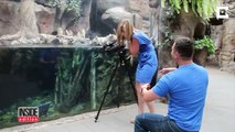 Sea Otters Give Helping Paw In 'Otterly' Adorable Marriage Proposal