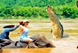 Real ! Animals Attack   Crocodile Vs Human   Crocodile Attack lion, Elephant, tiger, anaconda