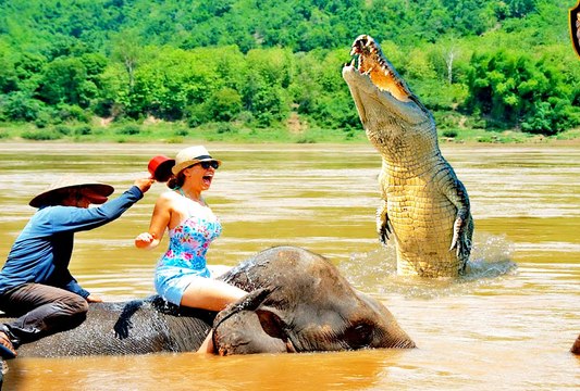 Real ! Animals Attack Crocodile Vs Human Crocodile Attack lion, Elephant, tiger, anaconda
