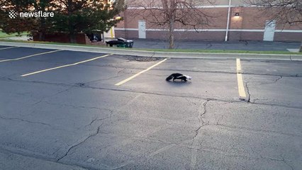 Unlucky skunk gets head stuck in McFlurry cup
