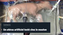 Sciences : un utérus artificiel testé chez le mouton