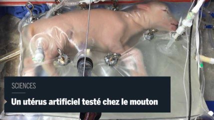 Sciences : un utérus artificiel testé chez le mouton