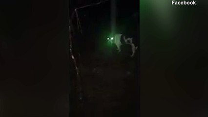 US veteran 'tied service dog to tree and shot him'